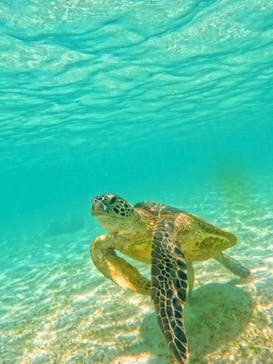 宮古島 ADVENTURE PiPi（ミヤコジマ アドベンチャー ピピ）に投稿された画像（2024/6/29）