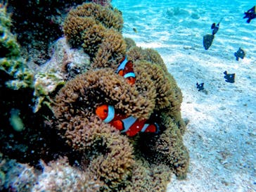 宮古島 ADVENTURE PiPi（ミヤコジマ アドベンチャー ピピ）に投稿された画像（2024/6/29）