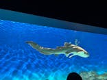 アクアワールド茨城県大洗水族館に投稿された画像（2024/6/29）