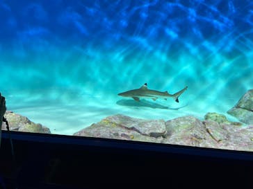 アクアワールド茨城県大洗水族館に投稿された画像（2024/6/29）