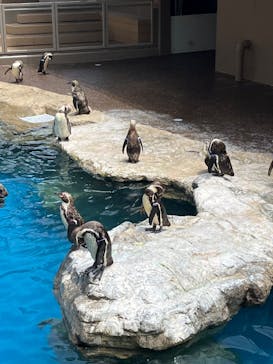アクアワールド茨城県大洗水族館に投稿された画像（2024/6/29）
