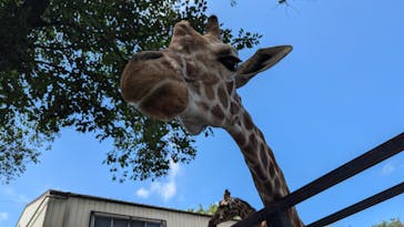宇都宮動物園に投稿された画像（2024/6/29）