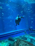 アクアワールド茨城県大洗水族館に投稿された画像（2024/6/29）