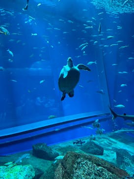 アクアワールド茨城県大洗水族館に投稿された画像（2024/6/29）