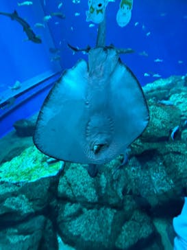 アクアワールド茨城県大洗水族館に投稿された画像（2024/6/29）