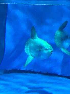 アクアワールド茨城県大洗水族館に投稿された画像（2024/6/29）
