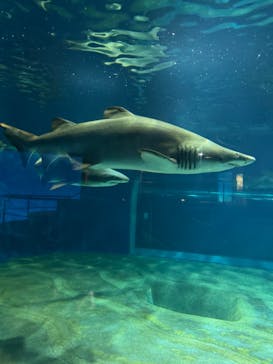 アクアワールド茨城県大洗水族館に投稿された画像（2024/6/29）