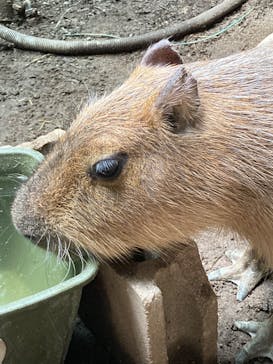 カワスイ 川崎⽔族館に投稿された画像（2024/6/29）