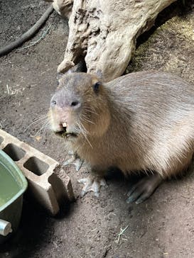 カワスイ 川崎⽔族館に投稿された画像（2024/6/29）