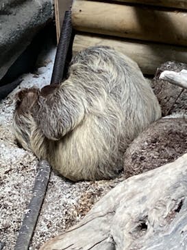 カワスイ 川崎⽔族館に投稿された画像（2024/6/29）