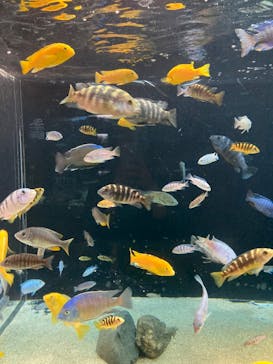 カワスイ 川崎⽔族館に投稿された画像（2024/6/29）