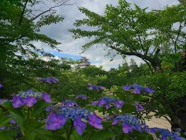 鶴ヶ城に投稿された画像（2024/6/29）