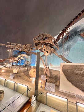 福井県立恐竜博物館に投稿された画像（2024/6/29）