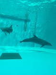 しながわ水族館に投稿された画像（2024/6/29）