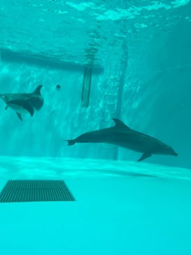 しながわ水族館に投稿された画像（2024/6/29）