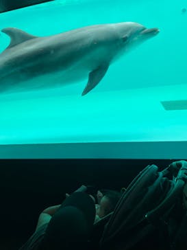 しながわ水族館に投稿された画像（2024/6/29）