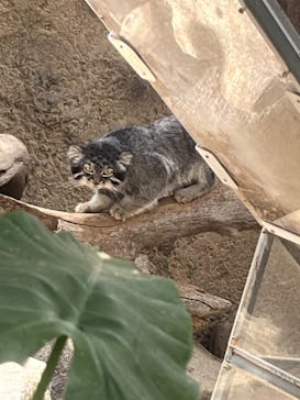 神戸どうぶつ王国に投稿された画像（2024/6/29）