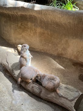 神戸どうぶつ王国に投稿された画像（2024/6/29）