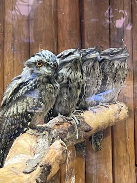 神戸どうぶつ王国に投稿された画像（2024/6/29）