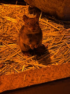 神戸どうぶつ王国に投稿された画像（2024/6/29）