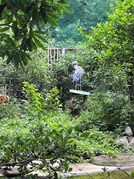 恩賜上野動物園に投稿された画像（2024/6/29）