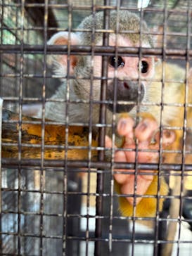 那須ワールドモンキーパークに投稿された画像（2024/6/29）