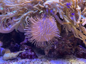 横浜開運水族館 フォーチュンアクアリウムに投稿された画像（2024/6/29）