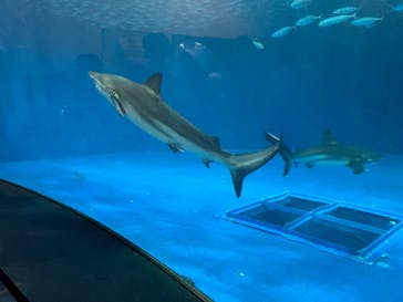 名古屋港水族館に投稿された画像（2024/6/29）