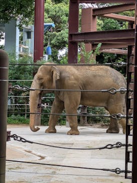恩賜上野動物園に投稿された画像（2024/6/29）