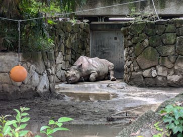 恩賜上野動物園に投稿された画像（2024/6/29）