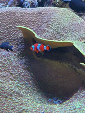 鴨川シーワールドに投稿された画像（2024/6/29）