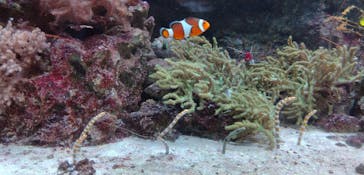 マクセル アクアパーク品川に投稿された画像（2024/6/29）