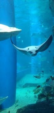 マクセル アクアパーク品川に投稿された画像（2024/6/29）