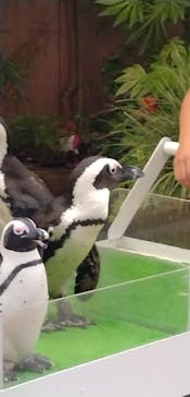 マクセル アクアパーク品川に投稿された画像（2024/6/29）