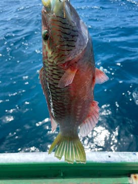 Maze奄美に投稿された画像（2024/6/29）