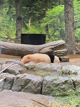 恩賜上野動物園に投稿された画像（2024/6/29）