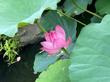 恩賜上野動物園に投稿された画像（2024/6/29）