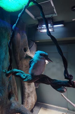 カワスイ 川崎⽔族館に投稿された画像（2024/6/29）