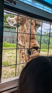 那須サファリパークに投稿された画像（2024/6/29）