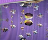 NIFREL（ニフレル）に投稿された画像（2024/6/29）