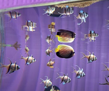 NIFREL（ニフレル）に投稿された画像（2024/6/29）