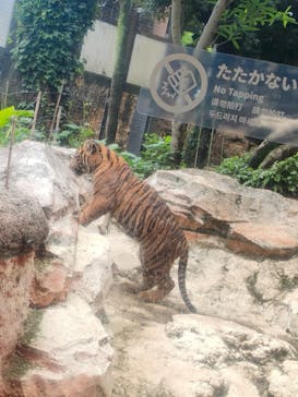 恩賜上野動物園に投稿された画像（2024/6/29）