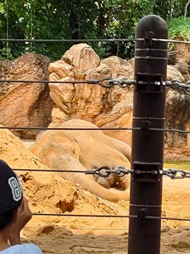 恩賜上野動物園に投稿された画像（2024/6/29）