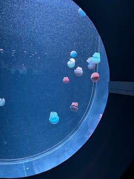 AOAO SAPPOROに投稿された画像（2024/6/29）