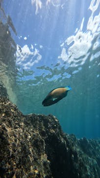 武藤潜水に投稿された画像（2024/6/29）