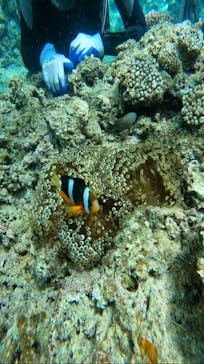 武藤潜水に投稿された画像（2024/6/29）