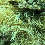 青の洞窟専門店　沖縄ダイビングショップ和に投稿された画像（2024/6/29）