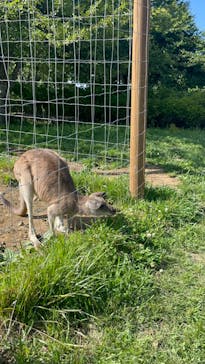 那須どうぶつ王国に投稿された画像（2024/6/29）