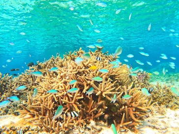 宮古島 ADVENTURE PiPi（ミヤコジマ アドベンチャー ピピ）に投稿された画像（2024/6/29）