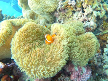 宮古島 ADVENTURE PiPi（ミヤコジマ アドベンチャー ピピ）に投稿された画像（2024/6/29）